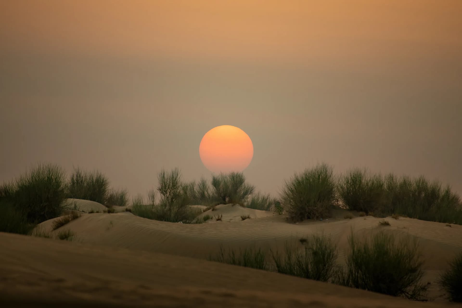 Morning Desert Safari