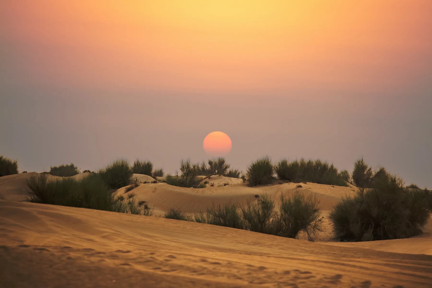 Morning Desert Safari photo 3